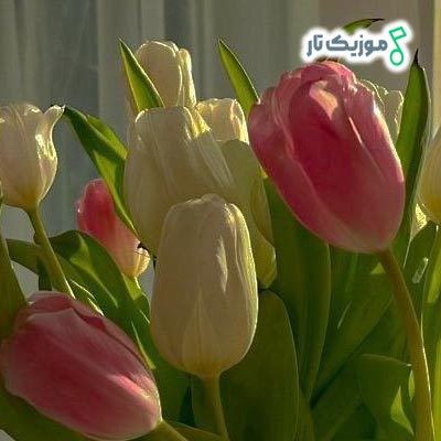 دانلود آهنگ ابدی می دلی ای عشق همیشگی آی لاو یو زندگی