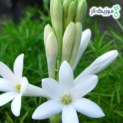 دانلود اهنگ مو که مریم گلمه + پخش آنلاین