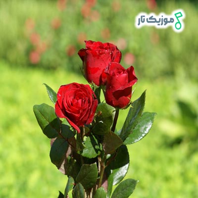 دانلود آهنگ خودت گل پیرنت گل سخنت گل لبت گل (شاد ارکستی)