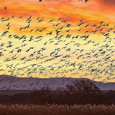 دانلود آهنگ هر عشقی میمیرد خاموشی میگیرد